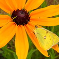 蝶のアプローチ（ルドベキアの花）