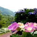 Photos: 紫陽花の散歩道・１