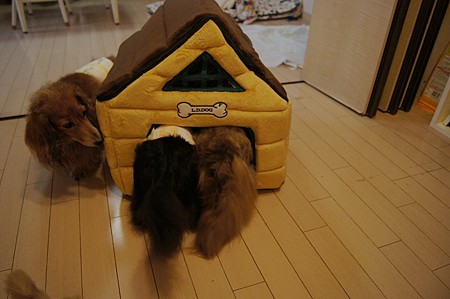 新しいお家3