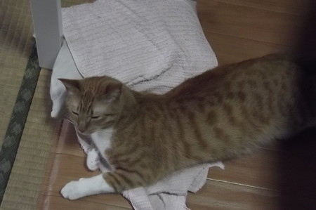 チグラーシャ0425