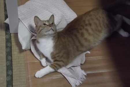 チグラーシャ0426