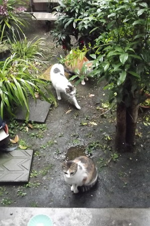 ミケママ、黒ブチ0430