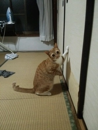 チグラーシャ0519