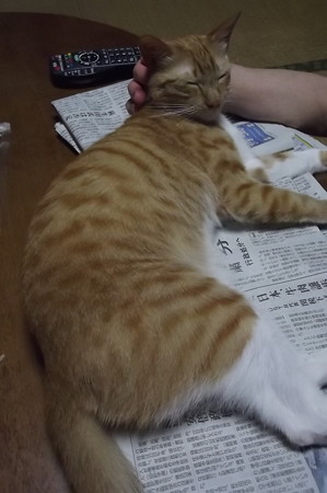 チグラーシャ0624