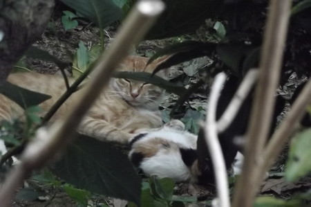 ミニチグ&子ネコ0712