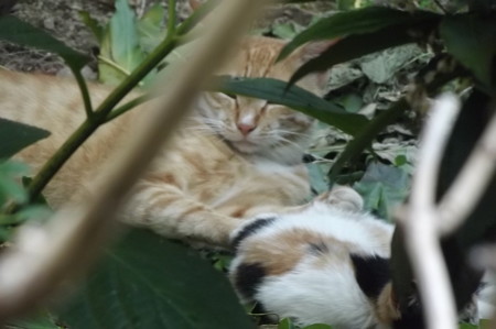 ミニチグ&子ネコ0712