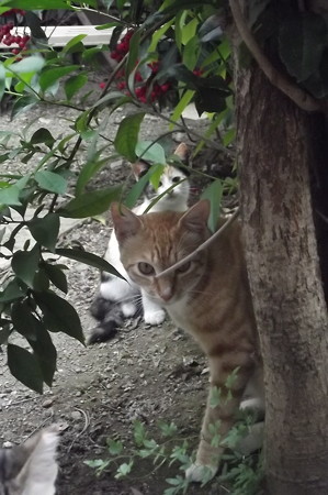 ミニチグ&子ネコ0718