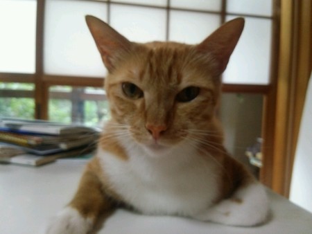 チグラーシャ0720