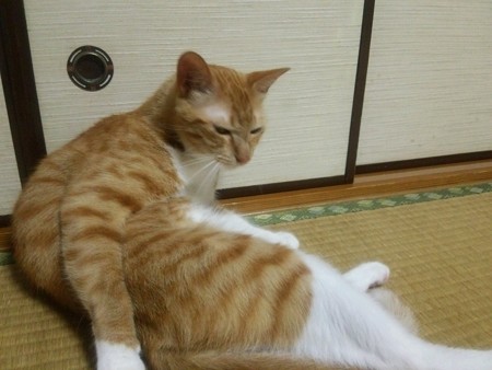 チグラーシャ0721