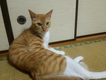 チグラーシャ0721