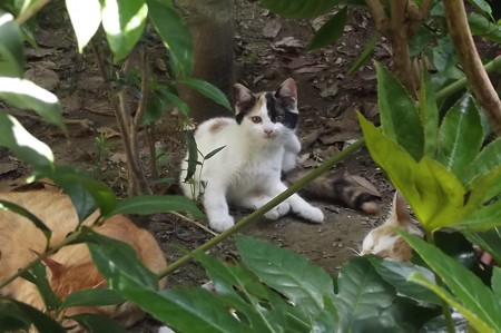 子ネコ、ミニチグ、茶ブチ0724