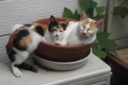 茶ブチ&子ネコ0729