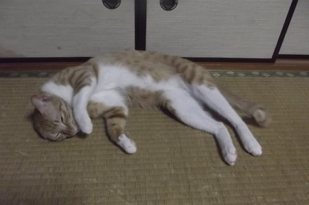 チグラーシャ0814