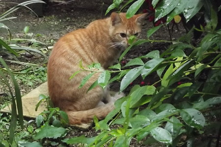ミニチグ0822