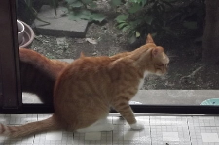 チグ&ミニチグ0828