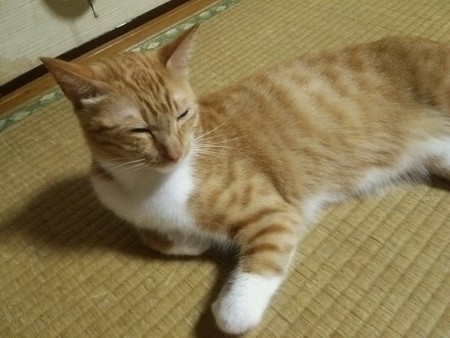チグラーシャ0906