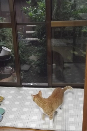 チグ&ミニチグ0908
