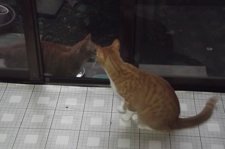 チグ&ミニチグ0909
