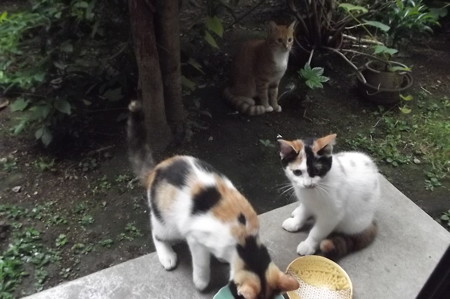 ミニチグ0910