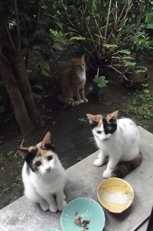 ミニチグ、子ネコ0911
