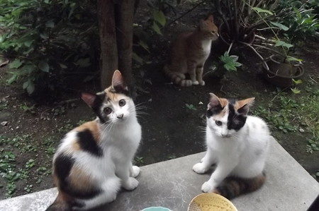 ミニチグ、子ネコ0911