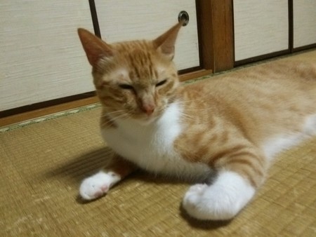 チグラーシャ0912