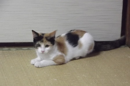 子ネコ0913