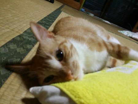 チグラーシャ0915