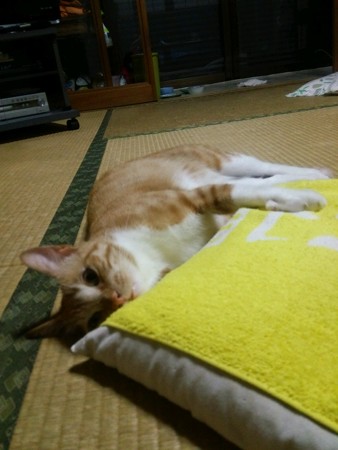 チグラーシャ0915