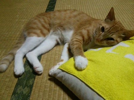チグラーシャ0914