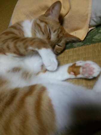 チグラーシャ0919