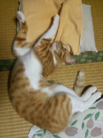 チグラーシャ0919