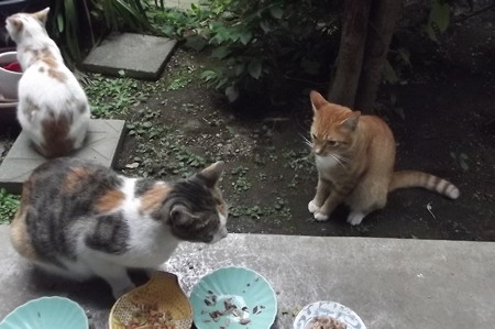 ミニチグ、茶ブチ、ミケママ0921