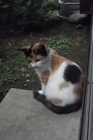 子ネコ0921