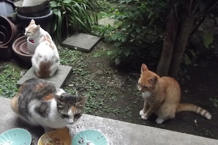 ミニチグ、茶ブチ、ミケママ0921