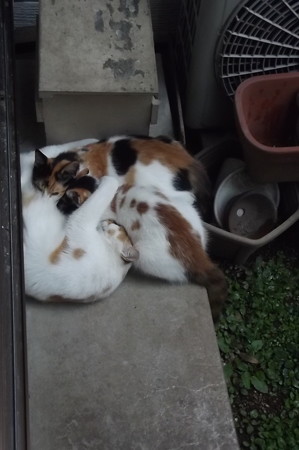 茶ブチ、子ネコ0927