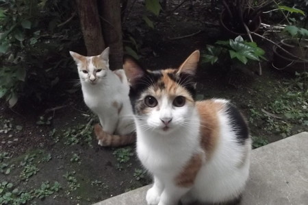 茶ブチ&子ネコ0929
