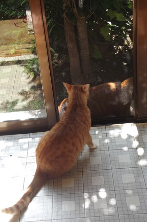 チグ&ミニチグ1001