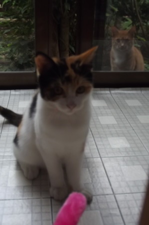 子ネコ&ミニチグ1007