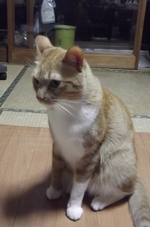 チグラーシャ1224