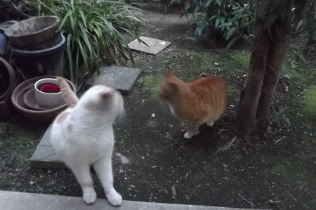 ミニチグ&茶ブチ1225