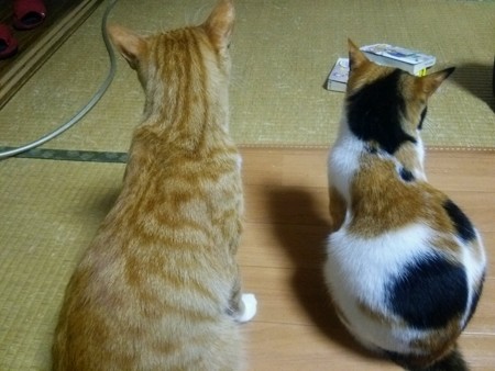 チグラーシャ&ミーシャ1226
