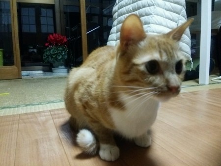 チグラーシャ1228
