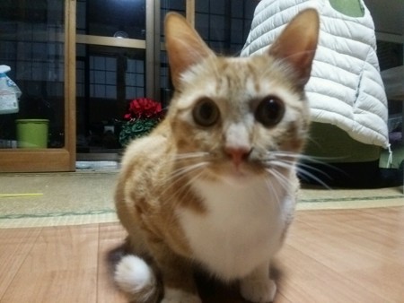 チグラーシャ1228