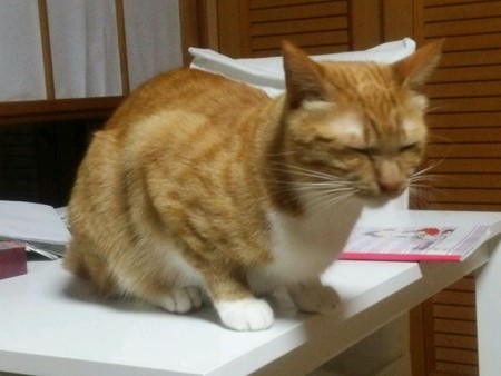 チグラーシャ1228