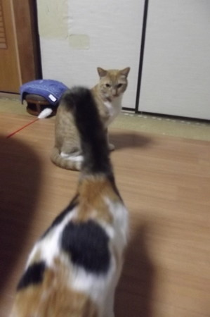 チグ&ミーシャ1229
