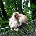 Photos: 青森 海峡ラインの野猿 170608 01