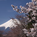 富士山 150416 01 忍野村から