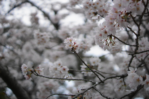 さくらさくら～南禅寺に向かう道