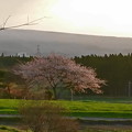 Photos: 1本桜～今年も～